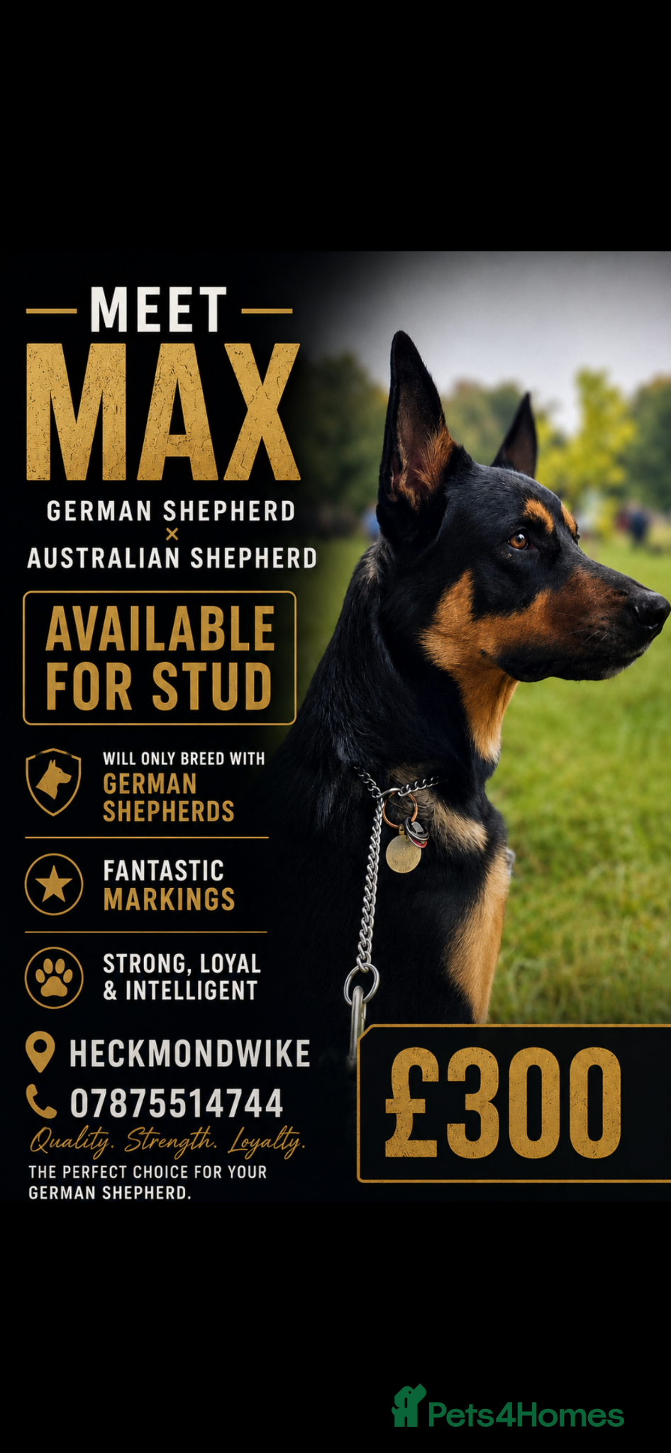 German Shepherd dogs Available for stud German shepherd cross - Advert 3