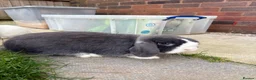 Mixed Breed rabbits for sale: Lovely Rabbit Pair with Hutch & Omlet Run Included in Preston - Advert 2