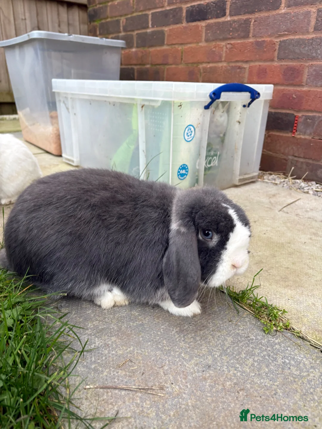 Mixed Breed rabbits for sale: Lovely Rabbit Pair with Hutch & Omlet Run Included in Preston - Advert 2