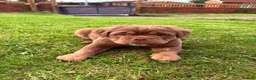Olde English Bulldogge dogs for sale: 4 beautiful pups ready now  - Advert 12