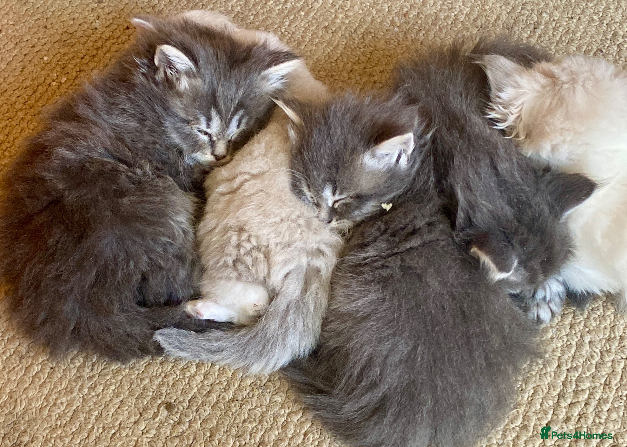 Siberian cats 3 Adorable Siberian kittens available - Advert 1