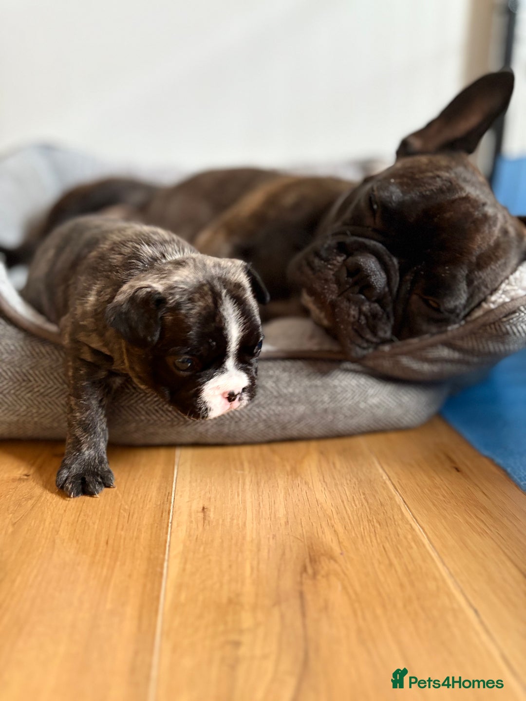 French Bulldog dogs for sale: Beautiful Blue-Eyed French-Bulldog Puppies  - Advert 11