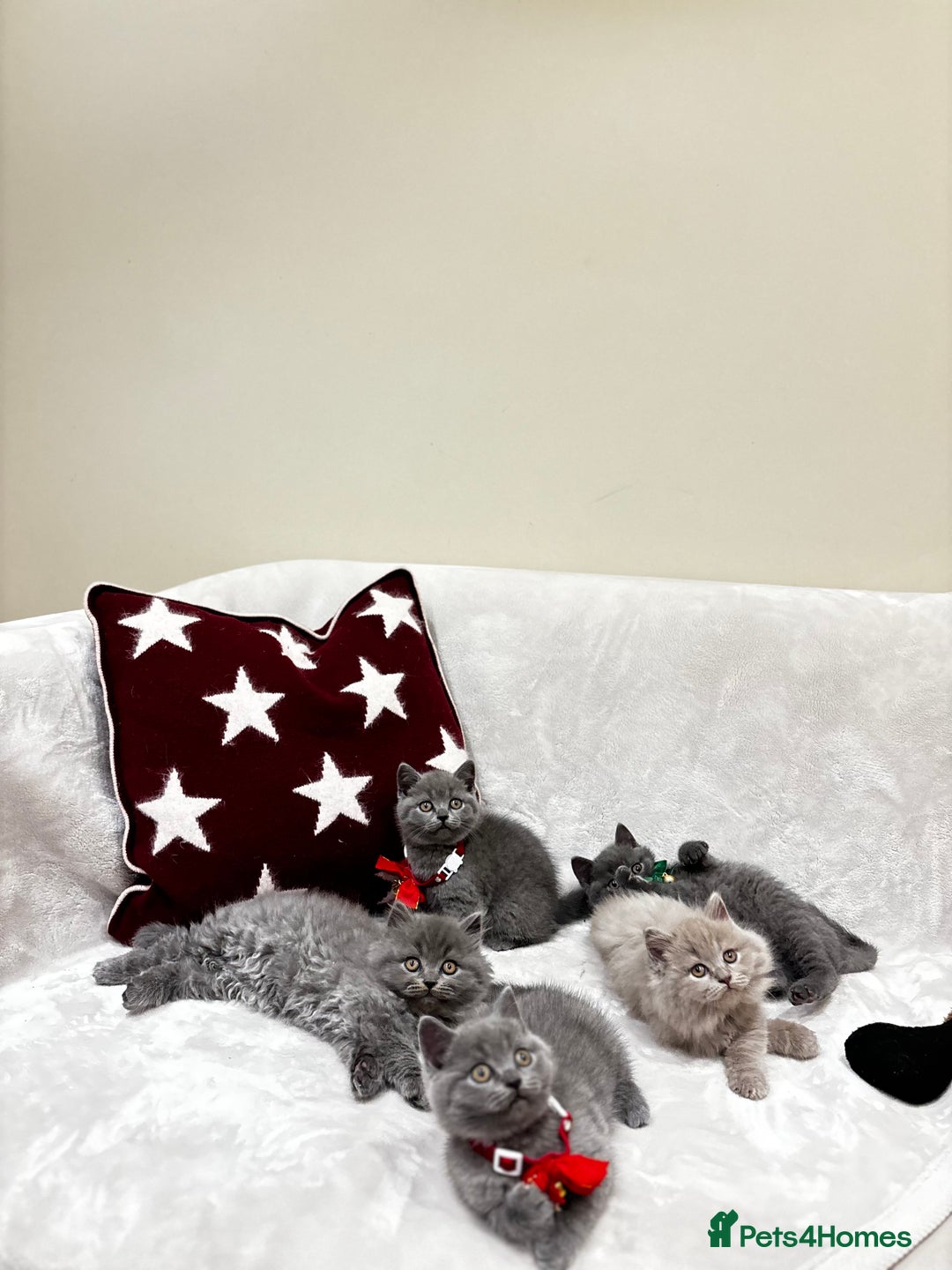 British Shorthair cats for sale: British Shorthair Kittens - Advert 19