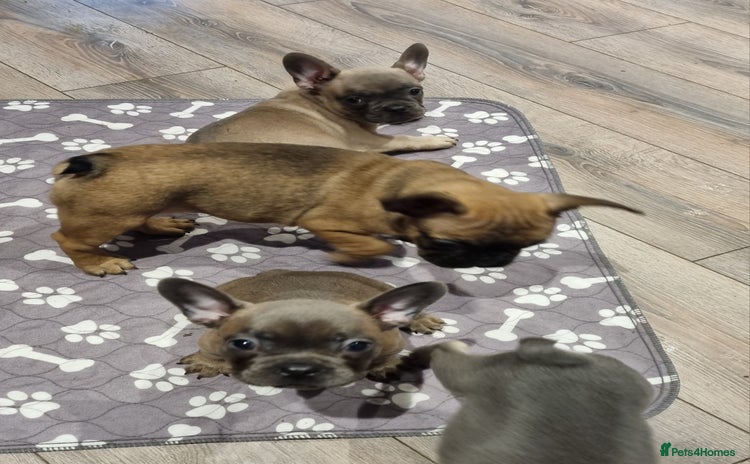 French Bulldog dogs - Advert 15