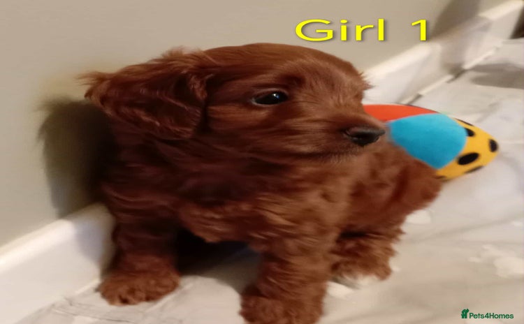 Cockapoo dogs Cockapoo - Advert 2