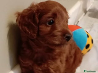 Cockapoo dogs Cockapoo - Advert 4