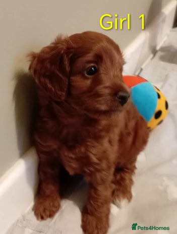 Cockapoo dogs Cockapoo - Advert 1