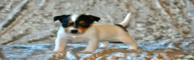 Jack Russell 1