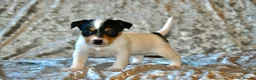 Jack Russell dogs for sale: Long haired mini Jack  Russell puppies for sale  - Advert 3