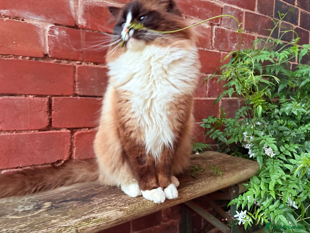 Ragdoll cats for sale: Stunning 💎 Ragdoll blue point girl kitten - Image 16