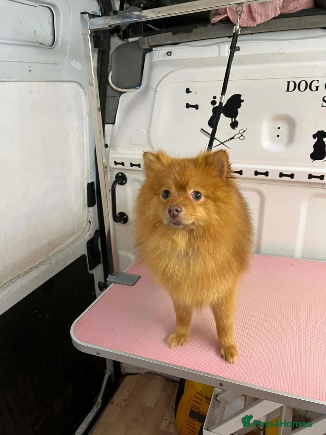 Pomeranian dogs for sale: Pomeranian (Girl) - Advert 1