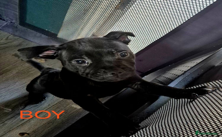 Staffordshire Bull Terrier dogs - Advert 3