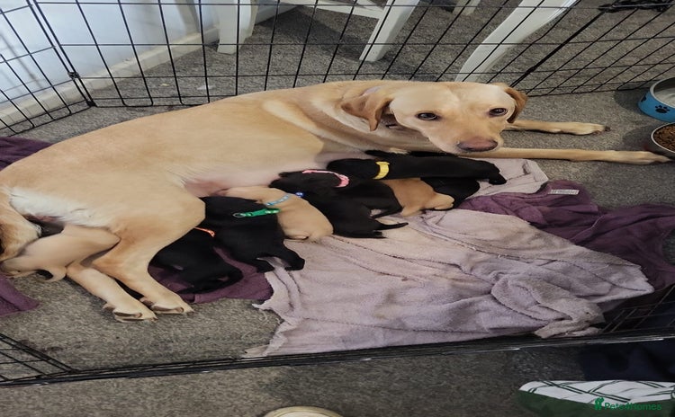Labrador Retriever dogs - Advert 12