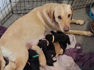 Labrador Retriever dogs - Advert 26