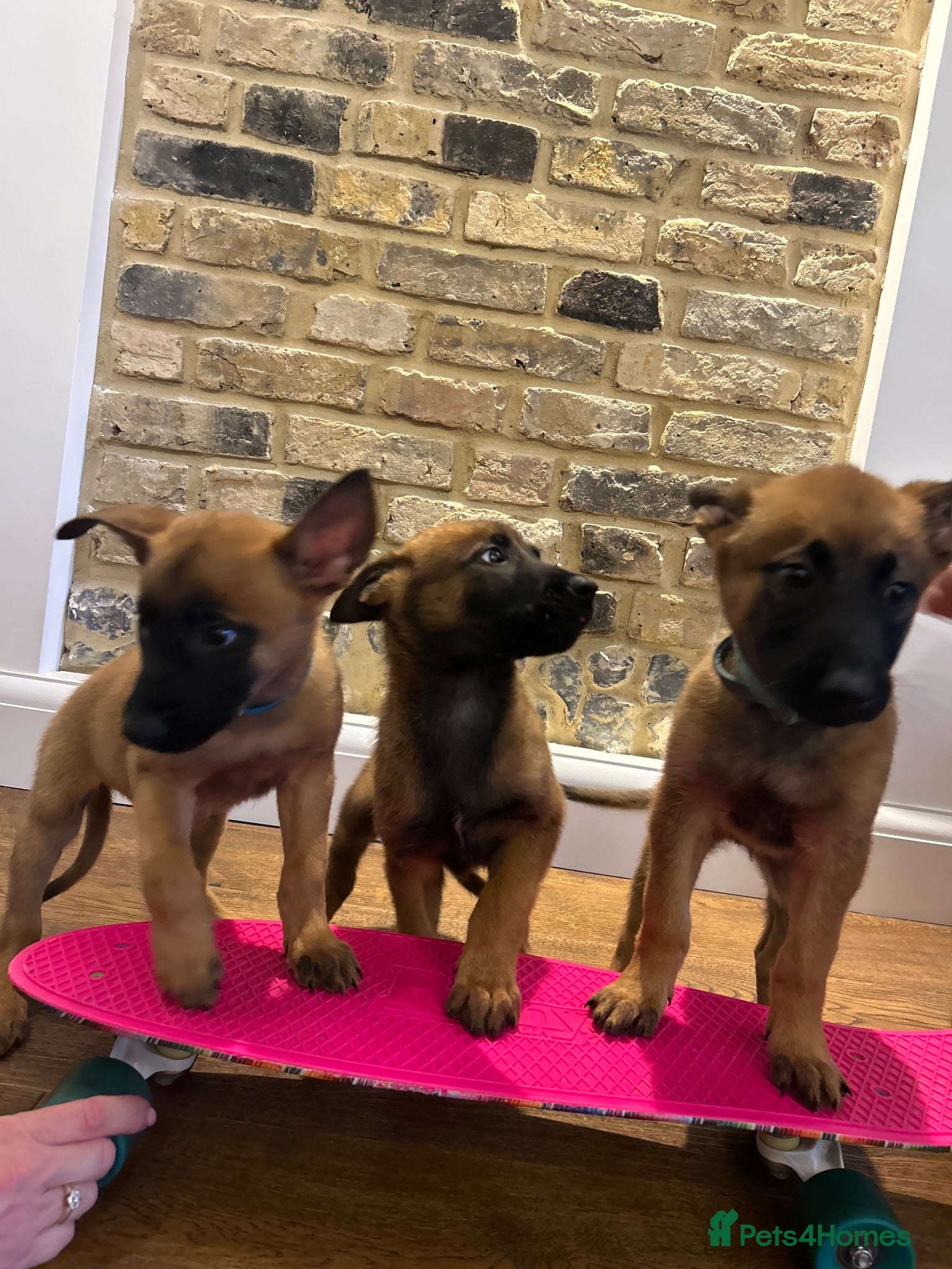Belgian Shepherd Dog dogs Extraordinary Belgian Malinois puppies  - Advert 2
