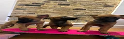 Belgian Shepherd Dog dogs for sale: Extraordinary Belgian Malinois puppies  - Advert 2
