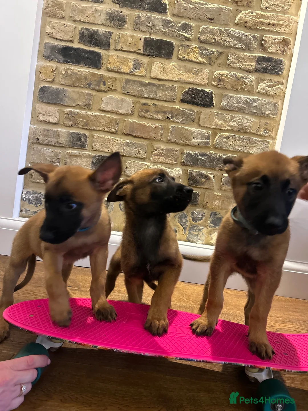 Belgian Shepherd Dog dogs for sale: Extraordinary Belgian Malinois puppies  - Advert 2