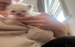Ragdoll cats for sale: Beautiful Ragdoll Kittens (GCCF)TICA Reg. - Image 8