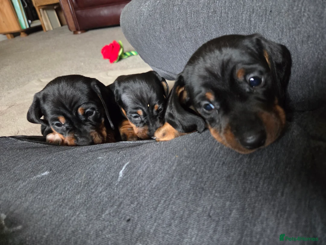 Miniature Dachshund dogs for sale: Mini daschund  - Advert 3