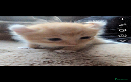 Mixed Breed cats for sale: Beautiful mixed breed kittens ragdoll x sphinx elf - Image 4