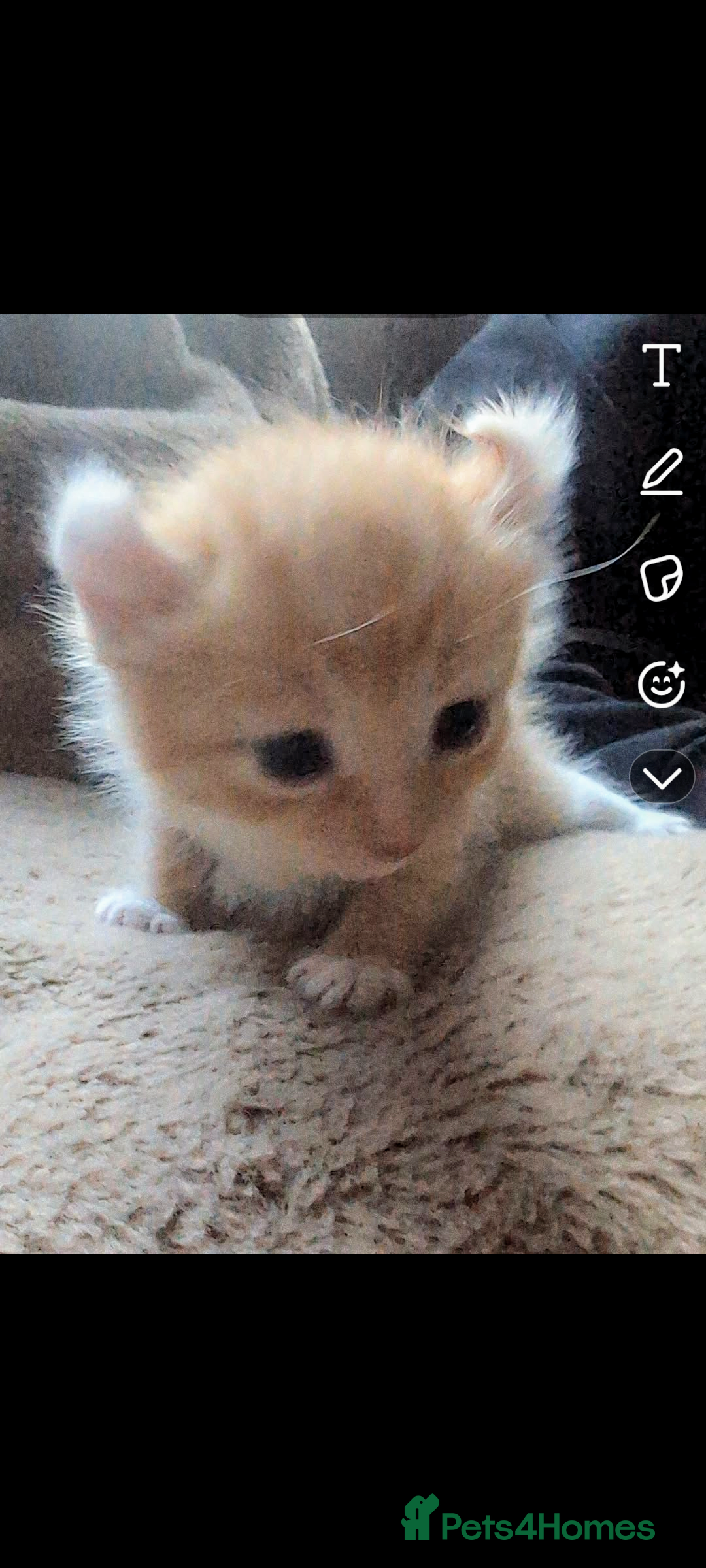 Mixed Breed cats for sale: Beautiful mixed breed kittens ragdoll x sphinx elf - Image 4