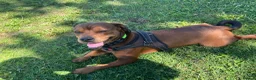 Mixed Breed dogs for sale: Alfie- Mixed breed in Bishop Auckland - Advert 4