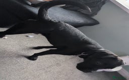 Mixed Breed dogs for sale: Needs a loving home  - Image 9