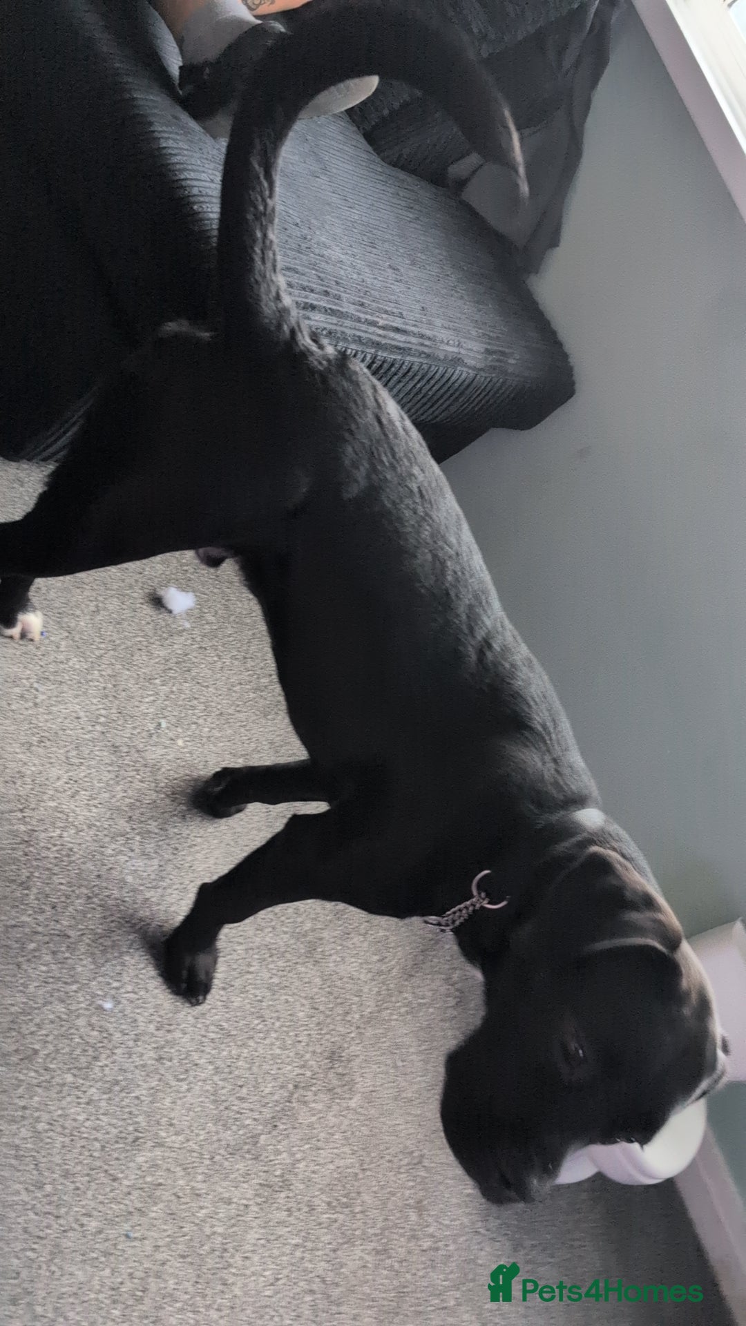 Mixed Breed dogs for sale: Needs a loving home  - Image 9
