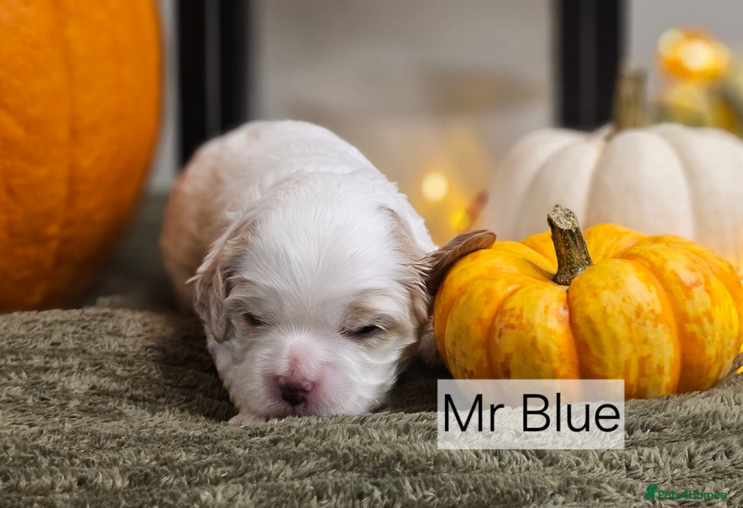 Cavapoo dogs for sale: **1 Left** F1 Health tested Cavapoo's - Image 6