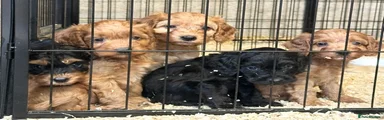 Cockapoo 2