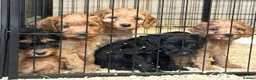 Cockapoo dogs for sale: ADORABLE COCKAPOOS  - Advert 33