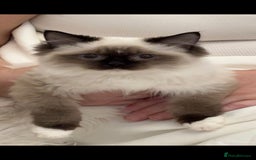 Ragdoll cats for sale: TICA REGISTERED RAGDOLL'S CHAMPION LINES. - Image 10