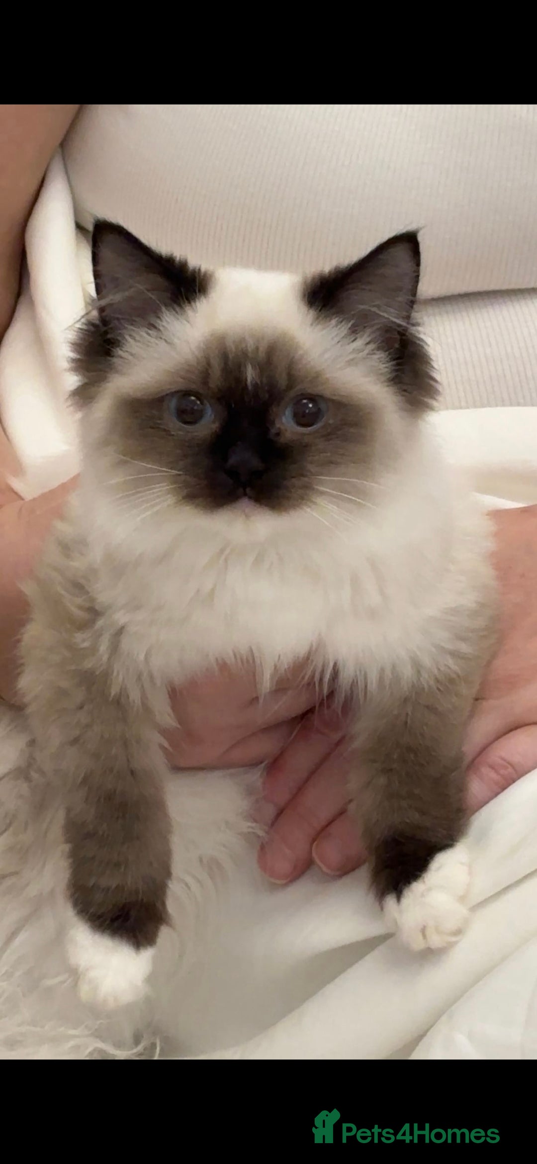Ragdoll cats for sale: TICA REGISTERED RAGDOLL'S CHAMPION LINES. - Image 10