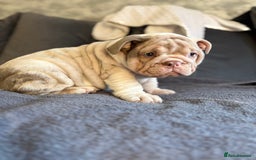 English Bulldog dogs for sale: 1mr muscle girl left reduced £2000 kc 9week old - Image 20