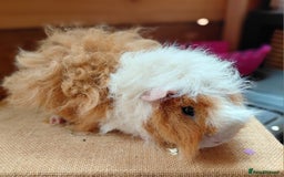 Guinea Pig rodents for sale: Male guinea pigs  - Image 3