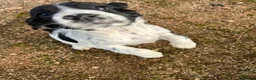 Sprocker dogs for sale: sprockers in Banchory - Advert 7