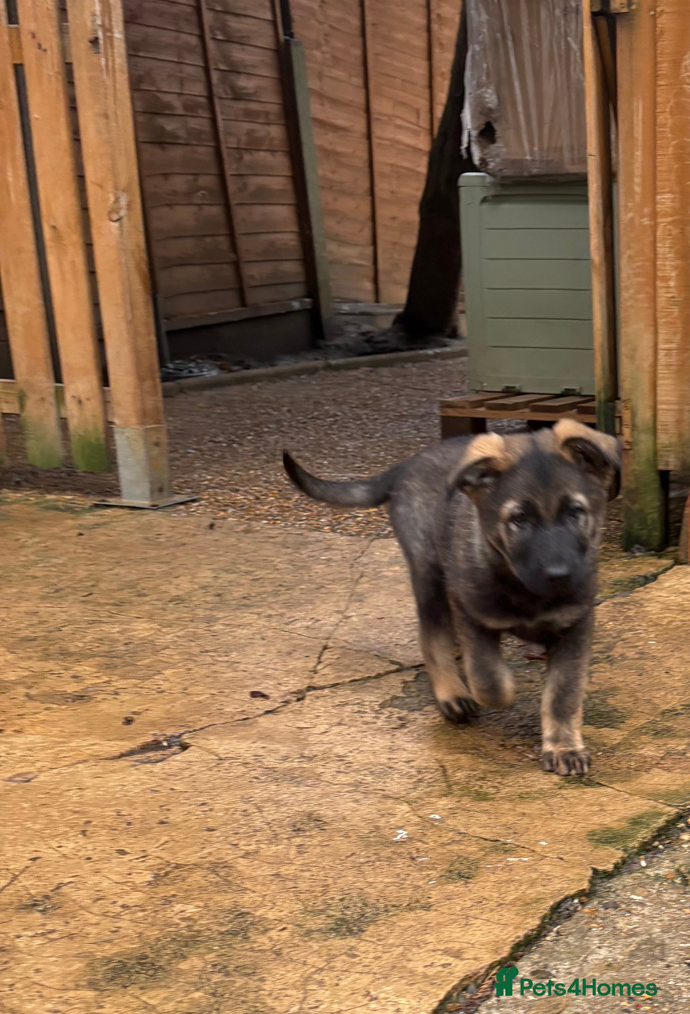 German Shepherd dogs 1 last female puppy available - Advert 16