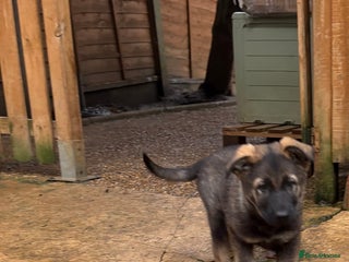 German Shepherd dogs 1 last female puppy available - Advert 16