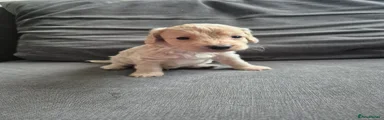 Cockapoo 1