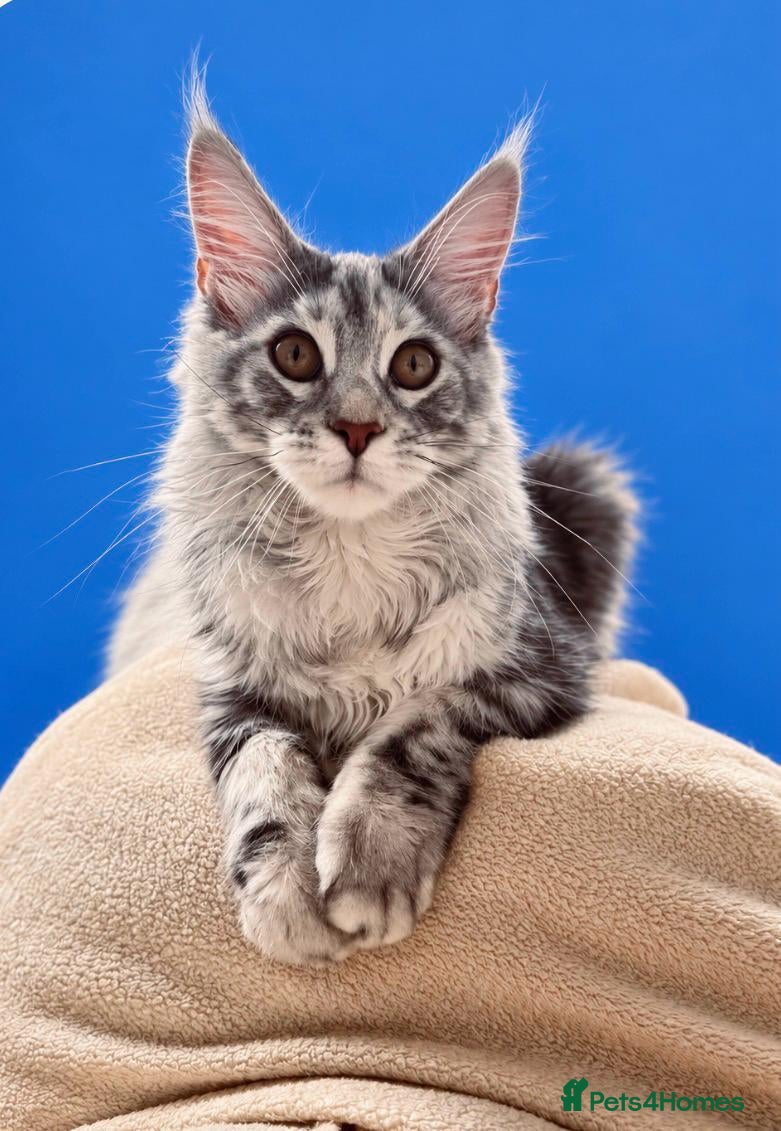 Maine Coon cats 🩷 Stunning Silver Girl she is so cuddly 🩷 - Advert 2