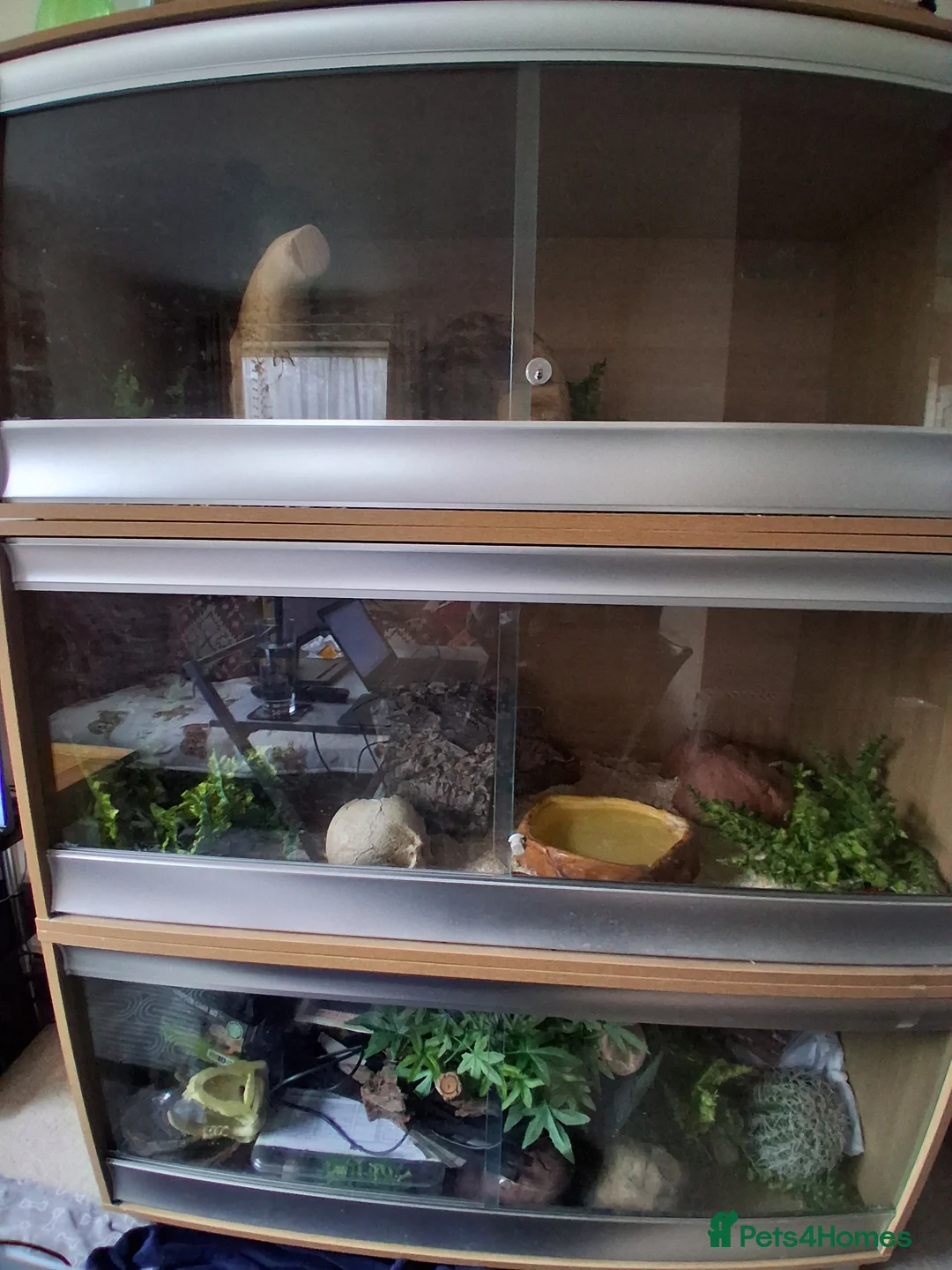 Snake reptiles for sale: Royal Python & Milk Snake Free to Good Home - Advert 4