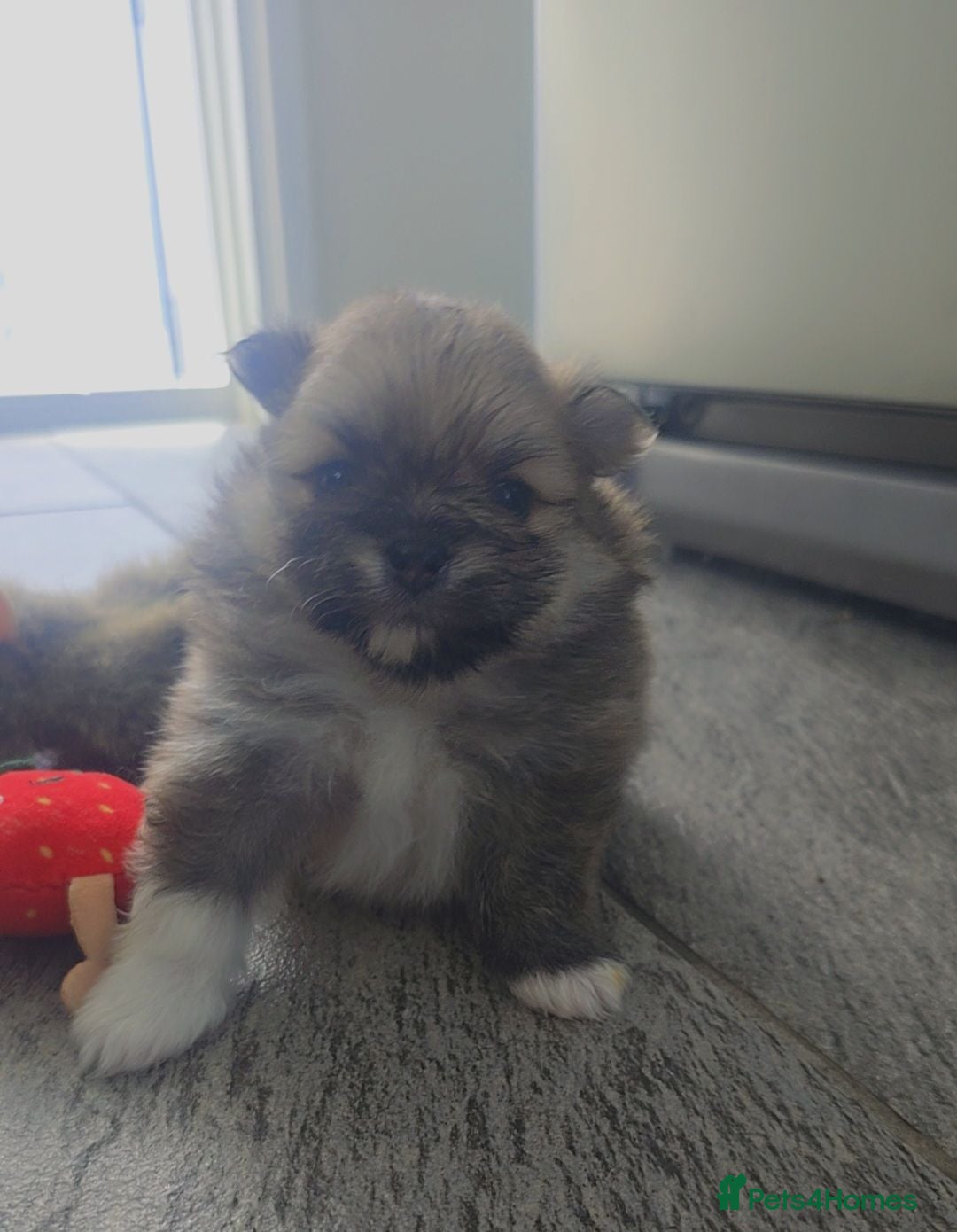 Pomeranian dogs Our perfect posh pom puds! 🐾 🐾 🐾 🐾   - Advert 2