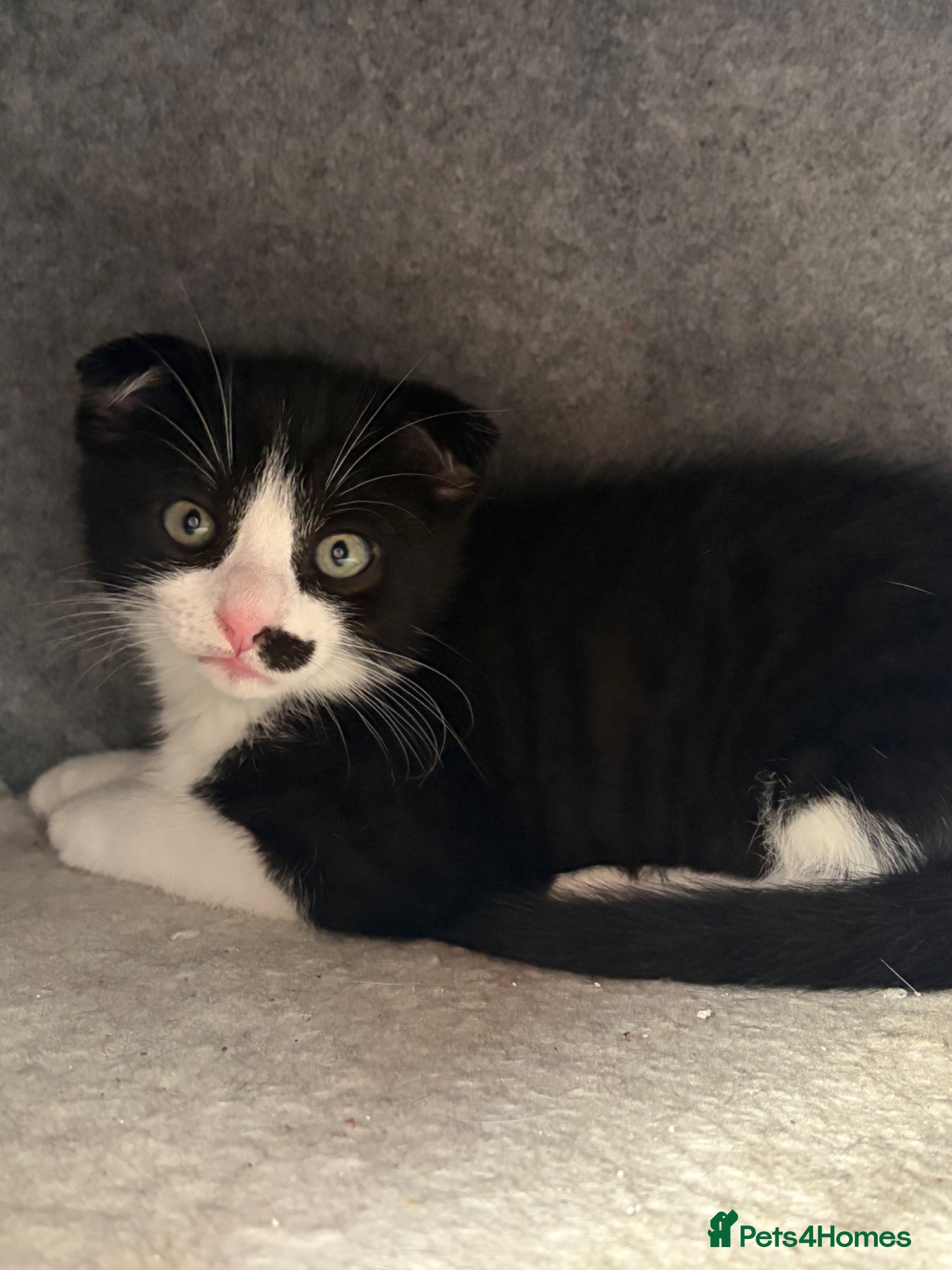 Scottish Fold cats Tuxedo Scottish Fold with half moustache!🥸  - Advert 12