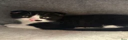 Scottish Fold cats for sale: LAST ONE Tuxedo Scottish Fold w half moustache!🥸  - Advert 6