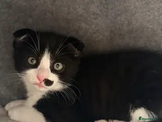 Scottish Fold cats Tuxedo Scottish Fold with half moustache!🥸 - Advert 12