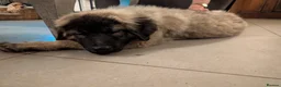 Caucasian Shepherd Dog dogs for sale: Caucasian Shepherd Ovcharka dog . Top of the Breed - Advert 8