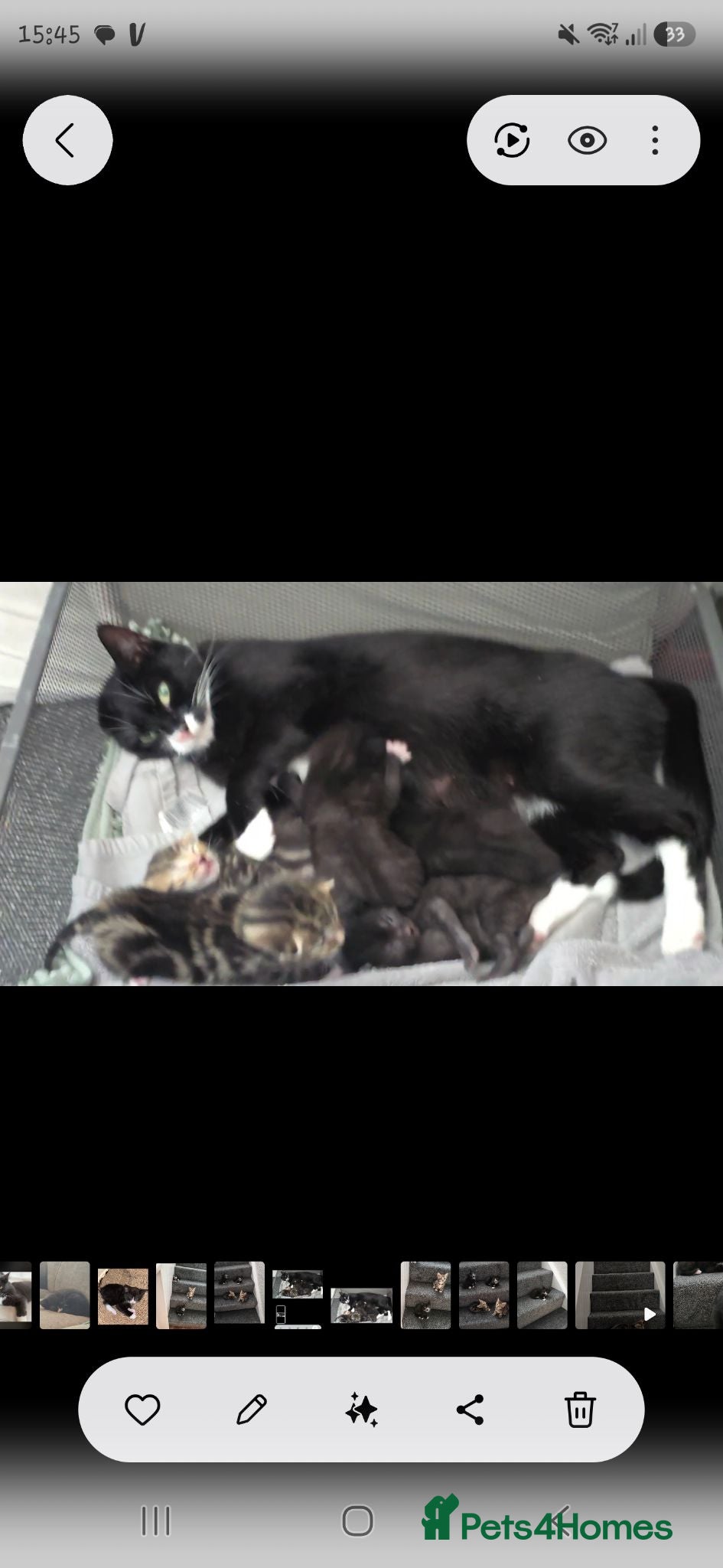 Domestic Shorthair cats Gorgeous male kittens  - Advert 2