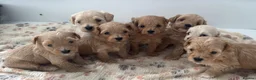 Maltipoo dogs for sale: SEE ALL OUR PUPPIES ON INSTA. OAKWELL RETRIEVERS  - Advert 26