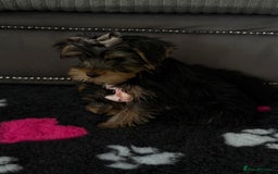 Yorkshire Terrier dogs for sale: Double vaccinated ready to leave - Image 9