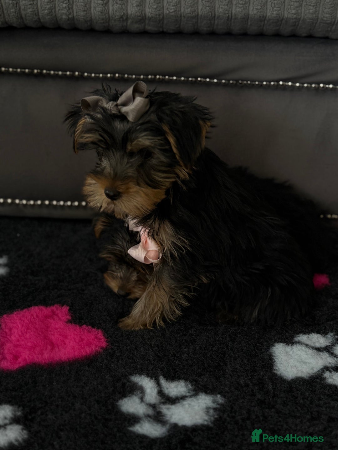 Yorkshire Terrier dogs for sale: Double vaccinated ready to leave - Image 9